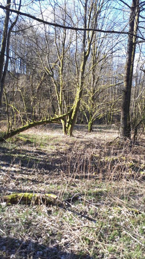 Ferienwohnungen! Kleine Bungalows Mit Terrasse! Stockhausen-Illfurth Zewnętrze zdjęcie
